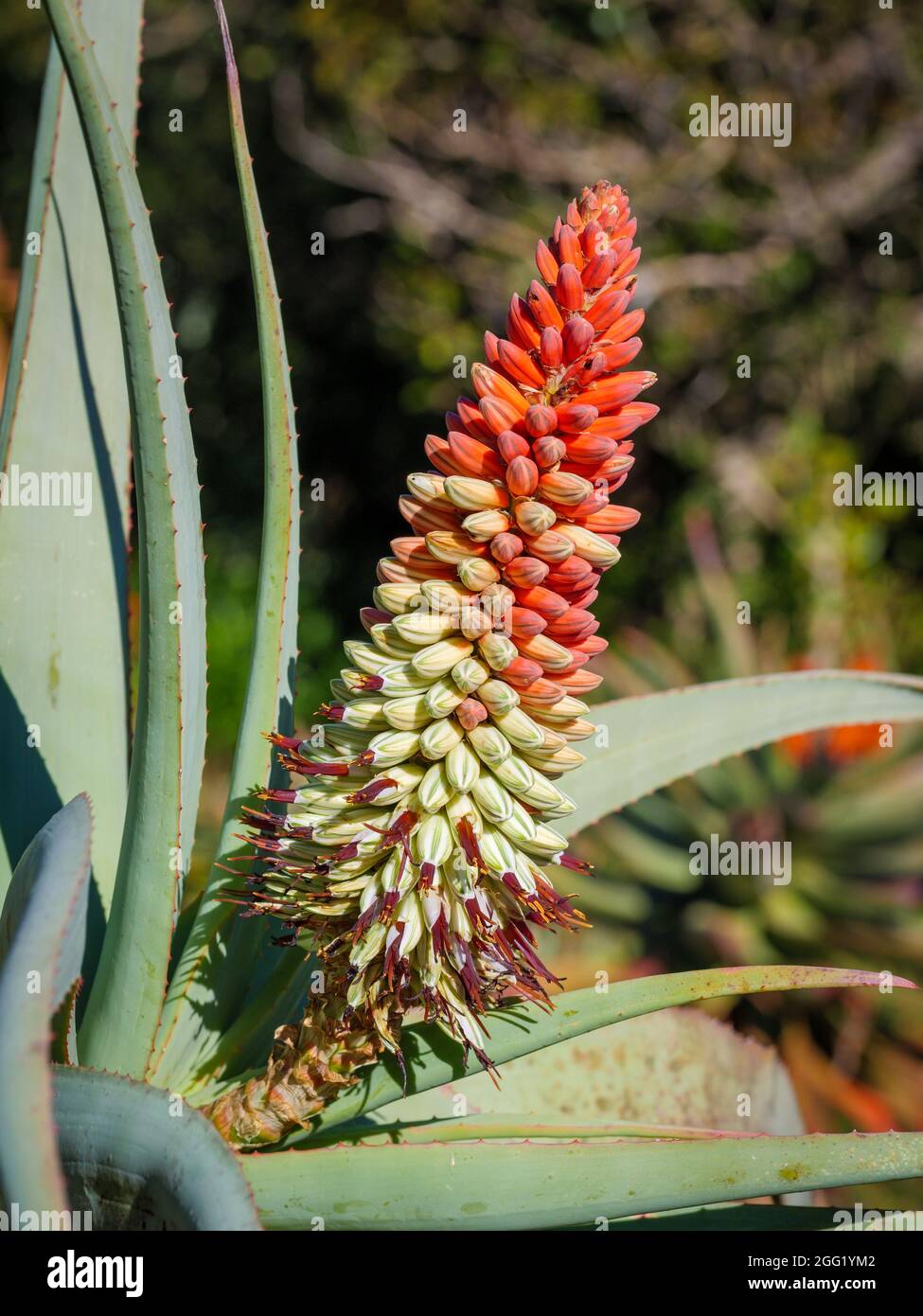 Aloe a testa inclinata, spaansaalwyn, fiore slaphoringaalwyn (Aloe speciosa). Hermanus. Whale Coast. Overberg. Capo Occidentale. Sudafrica Foto Stock