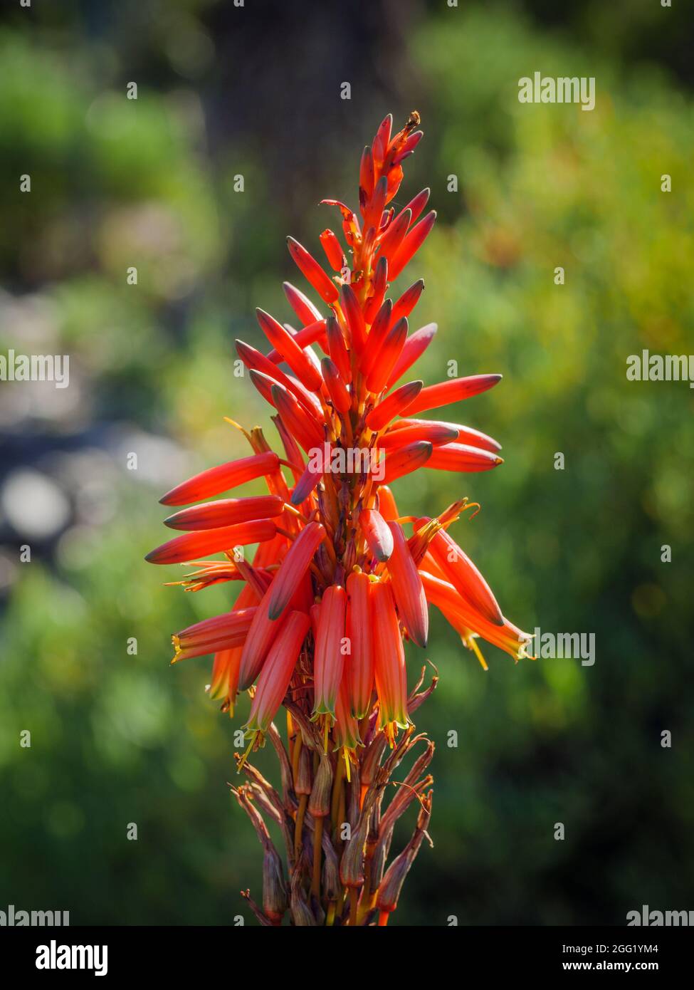 Fynbos aloe, aloe di montagna, bergaalwyn (Aloe succotrina) fiore. Hermanus. Whale Coast. Overberg. Capo Occidentale. Sudafrica Foto Stock