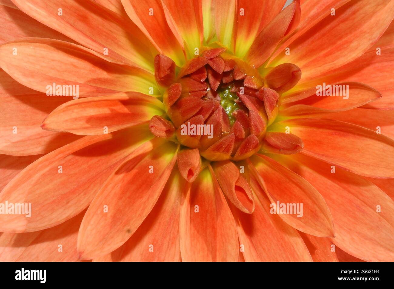 Columbine di colore arancione dahlia fiore closeup Foto Stock