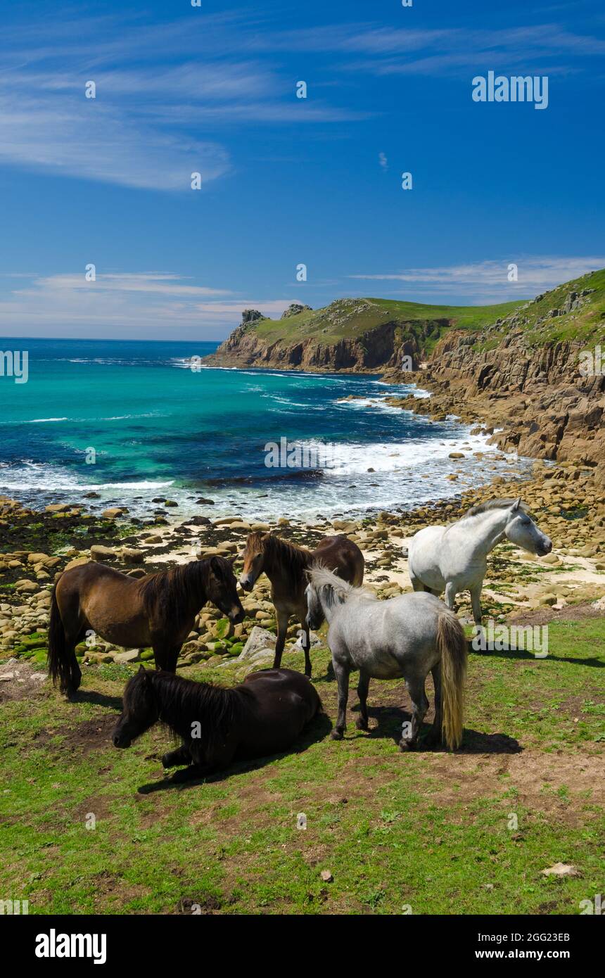 Nanjizal Beach Cornovaglia con cinque pony in primo piano e UNO splendido sfondo di mare, scogliere e cielo Foto Stock