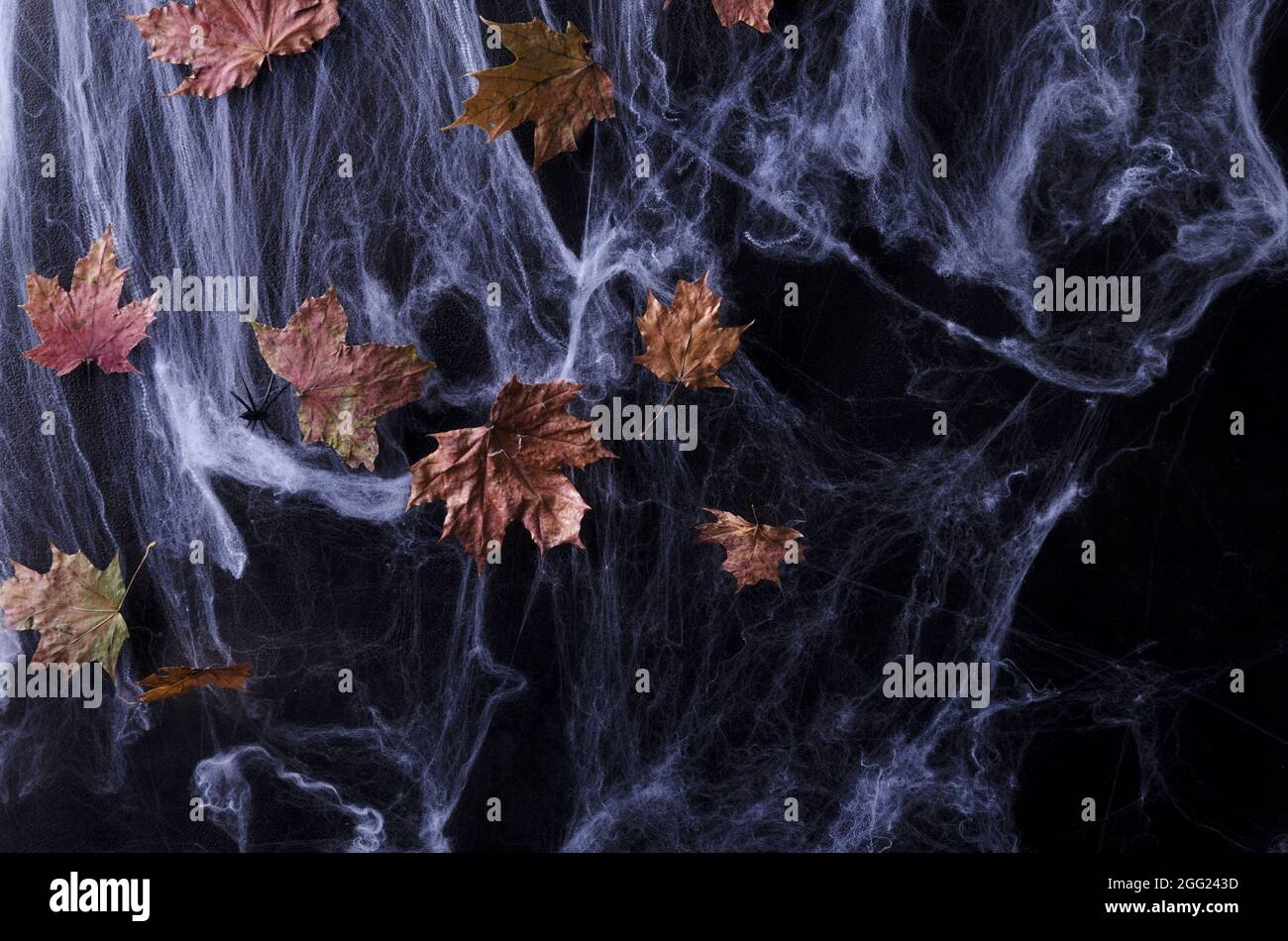 Sfondo di Halloween. Web con foglie secche in un tasto scuro, fuoco selettivo Foto Stock