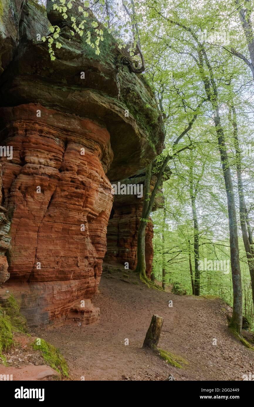 Rockformation di Altschlossfelsen di arenaria rossa nella foresta vicino a Eppenbrunn, Germania Foto Stock