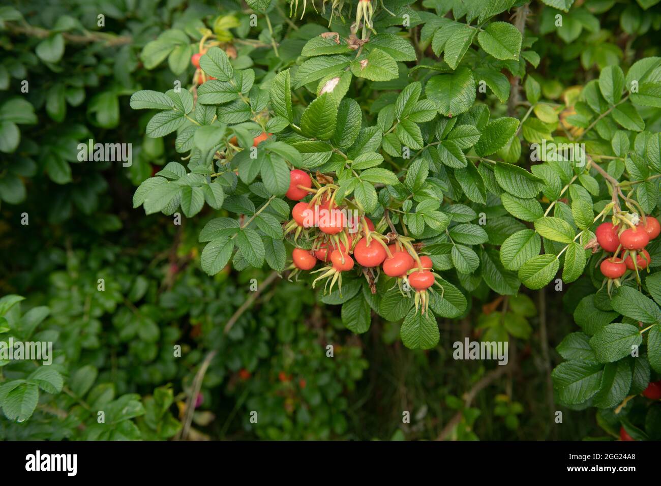 Rosso brillante Estate Rosehip frutta su un RAMANAS o arbusto di rosa giapponese (Rosa rugosa 'Rubra') che cresce in un Country Cottage Garden in Rural Devon, Inghilterra Foto Stock