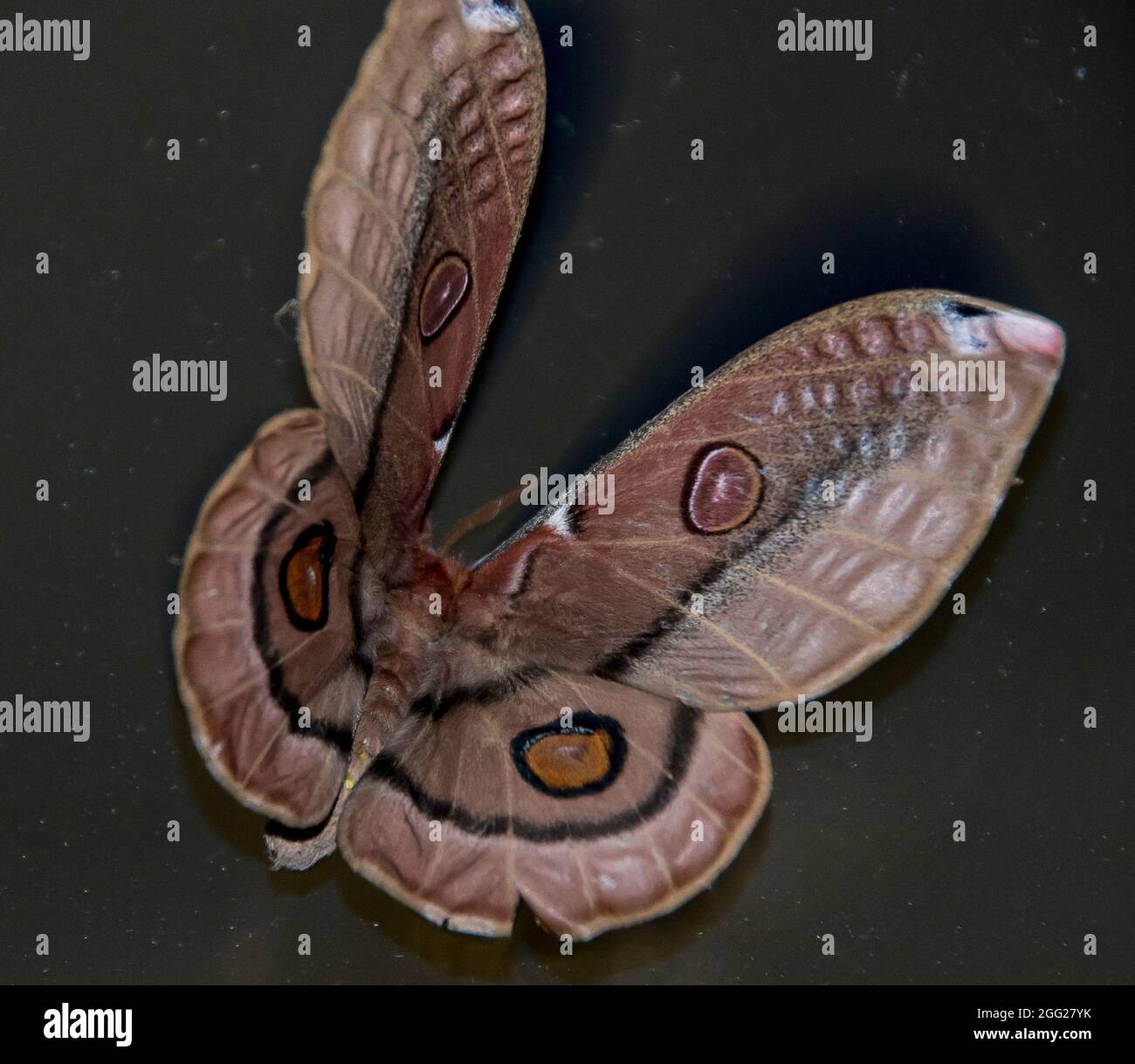 Imperatore Gum Moth, Opodifhthera eucalipti Foto Stock