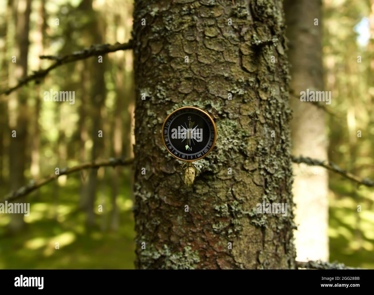 Compass on tree in the forest. Tourist compass for orientation on the terrain. Magnetic declination сalculator. Map reading and land navigation concep Foto Stock