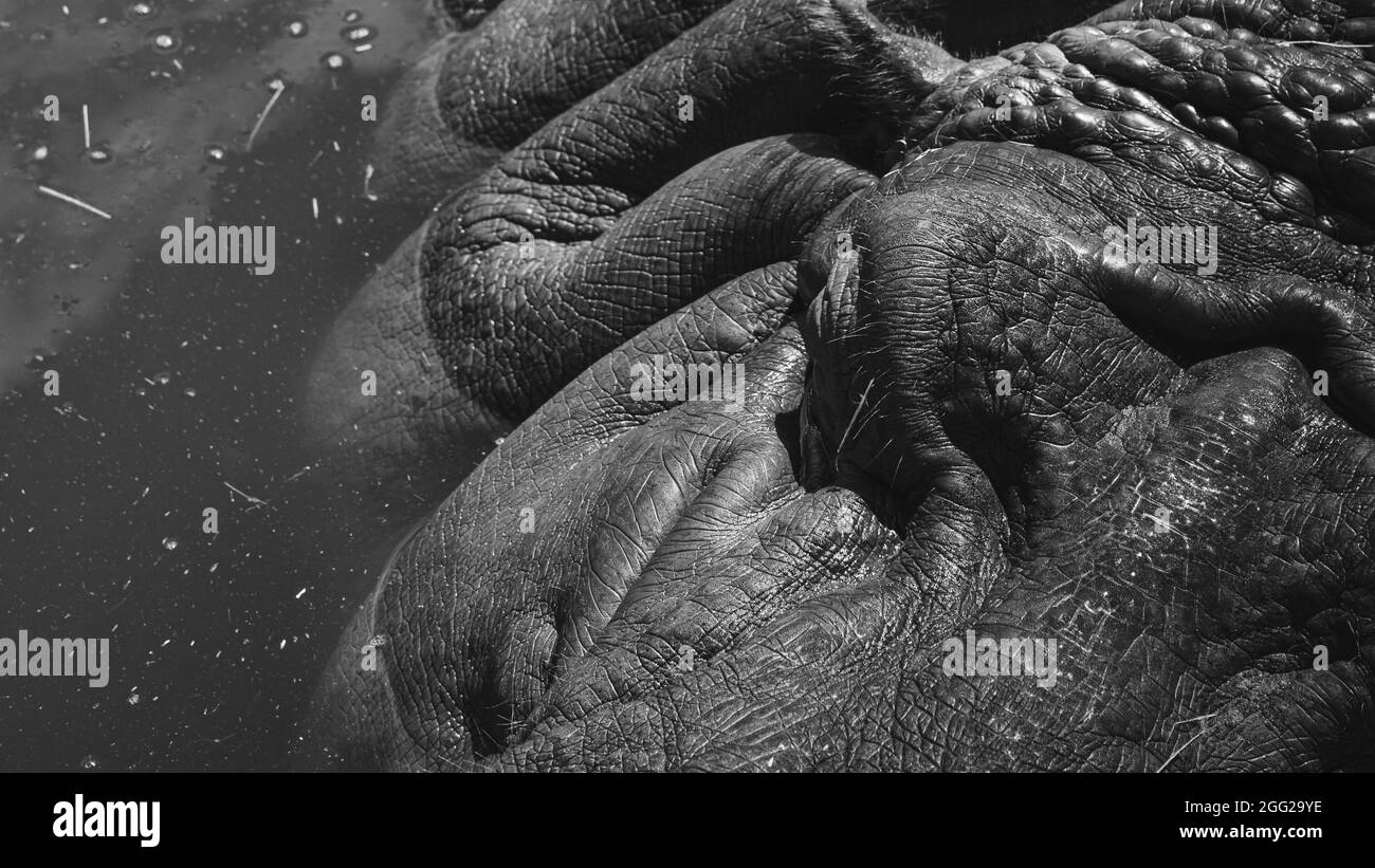 Scala di grigi di una struttura del corpo dell'ippopotamo in uno stagno Foto Stock