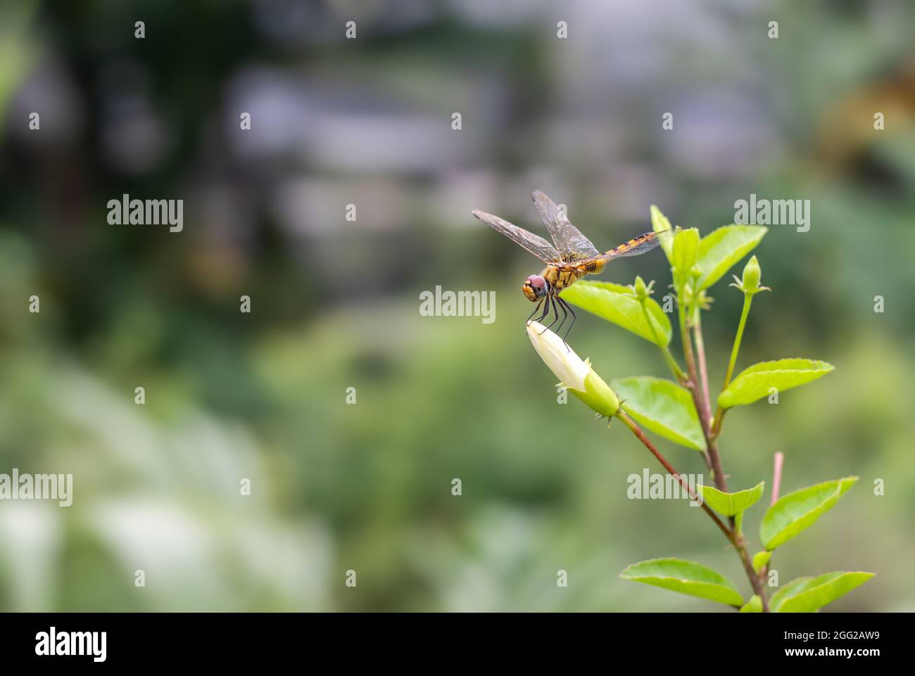 Una bella libellula color arancio con ali trasparenti appoggiate su boccioli di fiori bianchi di ibisco rosa sinensis nel giardino con spazio per la copia Foto Stock