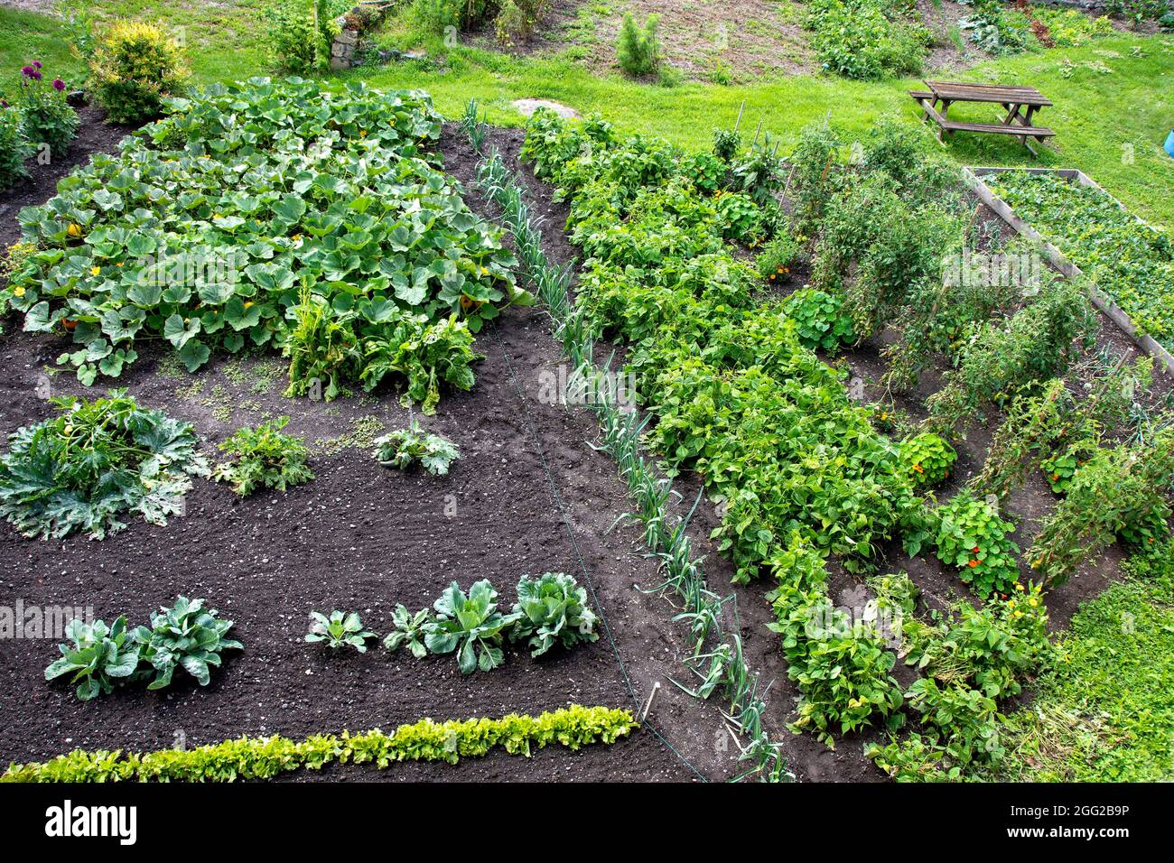 Lussureggiante giardino comunitario con diverse colture vegetali e vegetazione in un ambiente soleggiato all'aperto in primavera Foto Stock