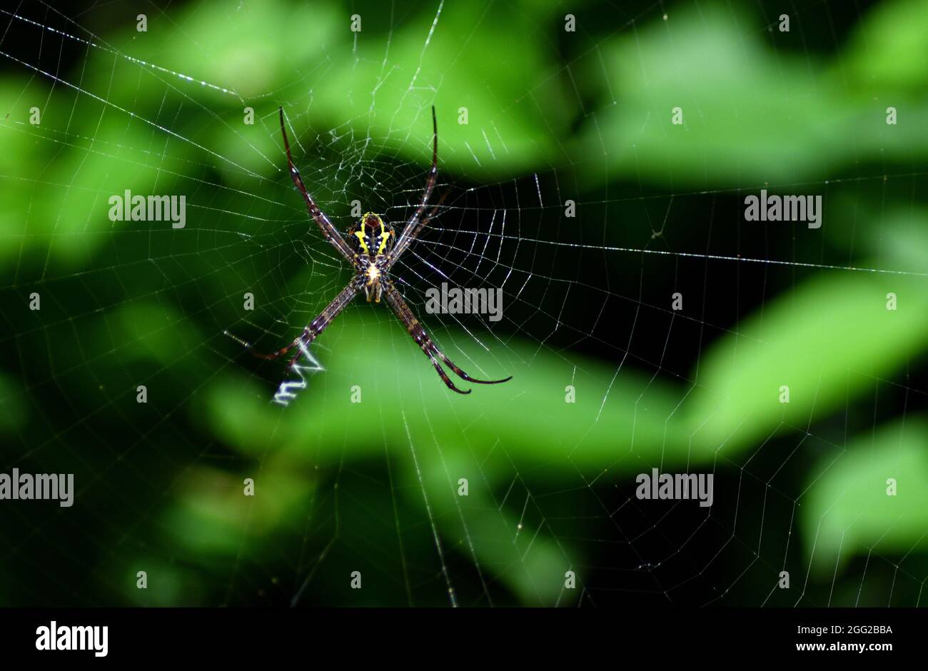 la tela colorata di un ragno Foto Stock