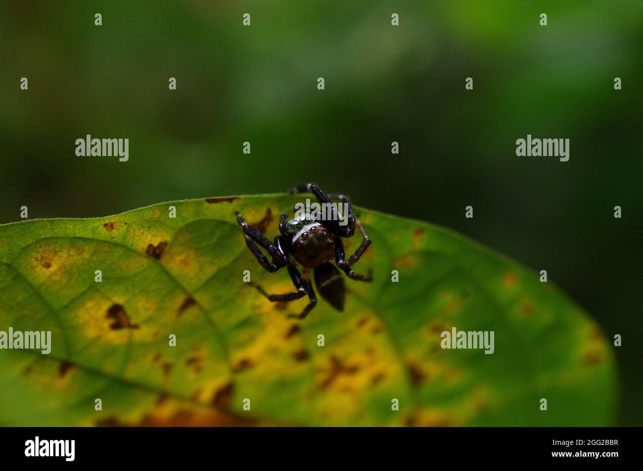 un ragno poggia su una foglia gialla Foto Stock