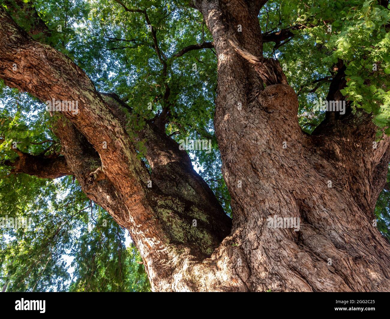Fessure, rughe e motivi distorti sul tronco dell'antico albero tamarindo Foto Stock