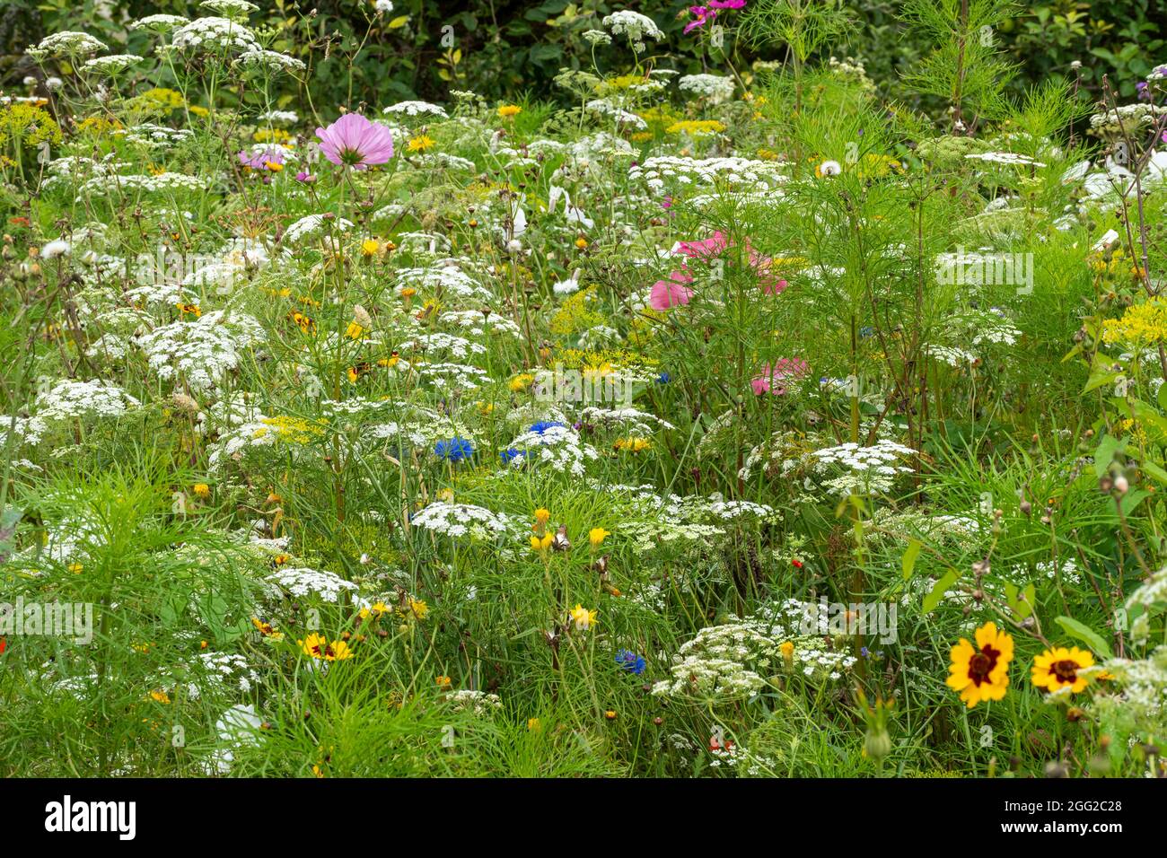 Giardino di fiori selvatici colorati con fiori che sono buone fonti nettare per impollinare insetti come api e farfalle, estate, Regno Unito Foto Stock