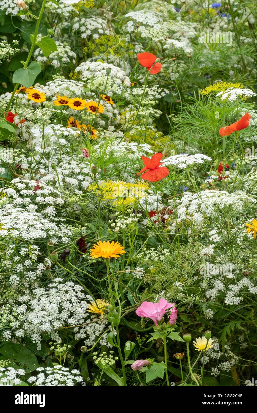 Giardino di fiori selvatici colorati con fiori che sono buone fonti nettare per impollinare insetti come api e farfalle, estate, Regno Unito Foto Stock