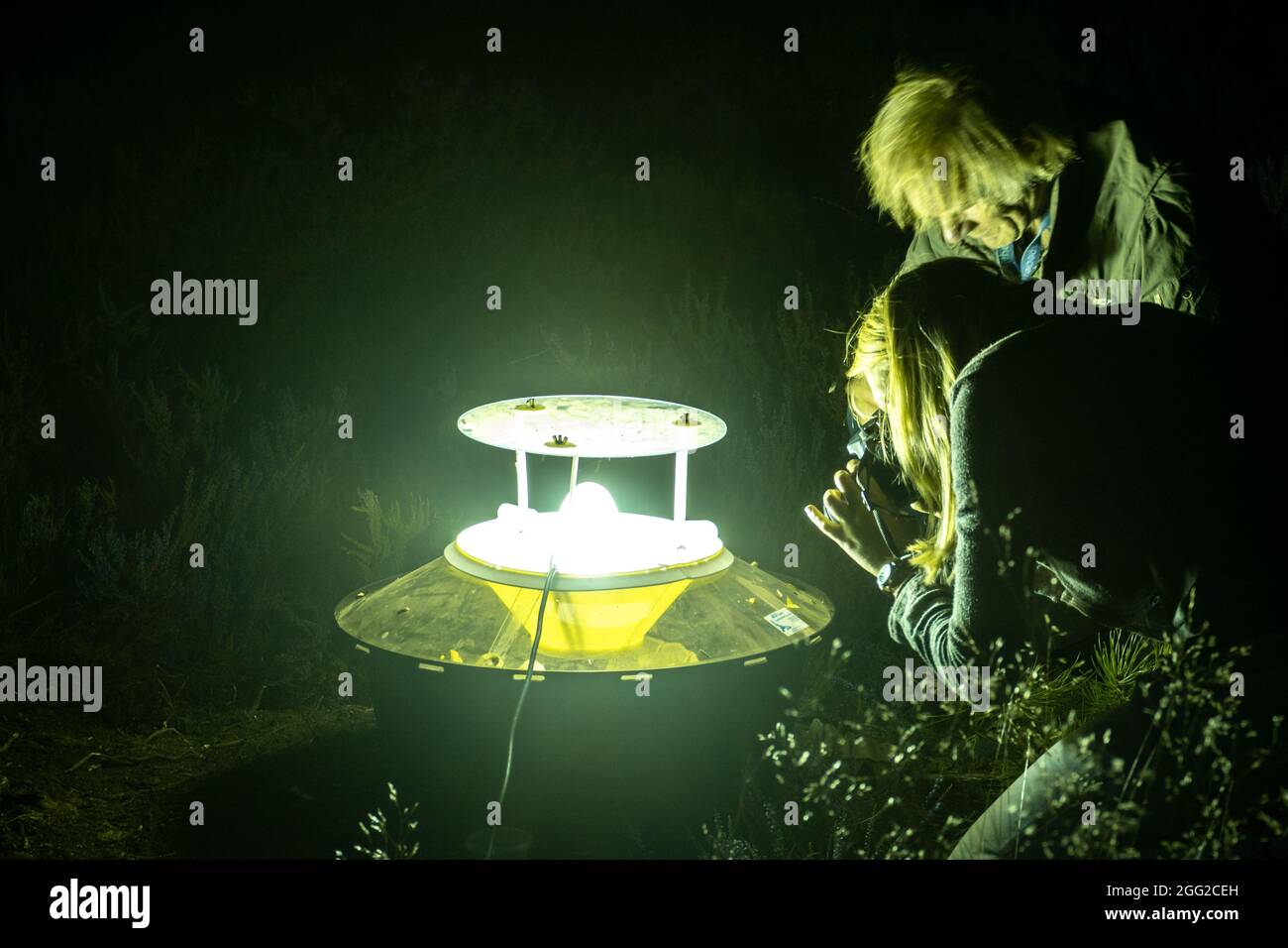 Moth intrappolare di notte in campagna con la gente intorno alla trappola della luce, Regno Unito. Utilizzo di una trappola di falchi Robinson. Foto Stock