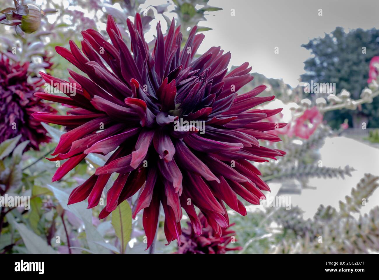 Grande testa di viola scuro Dahlia Black Jack close-up. Foto Stock