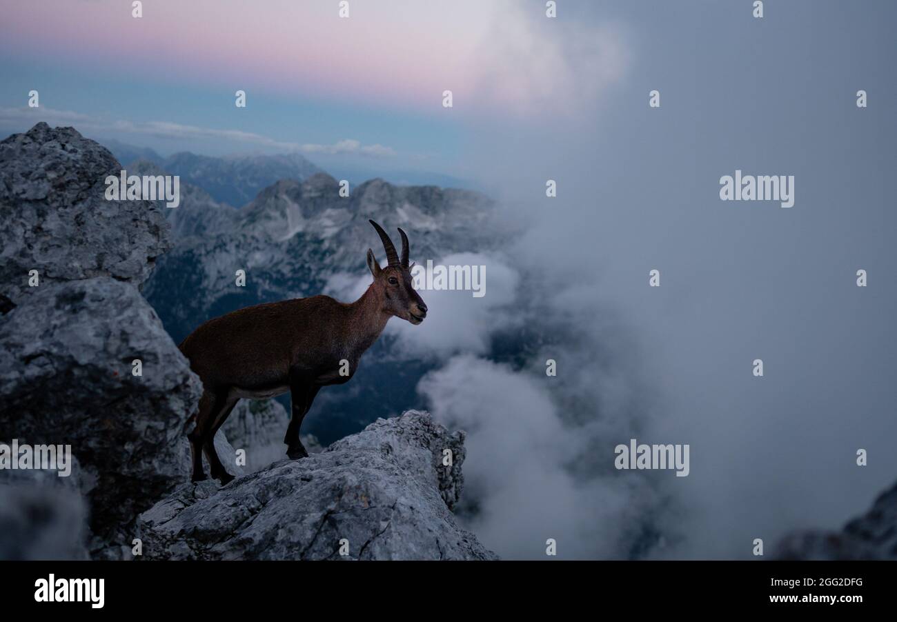 Camosci, Rupicapra rupicapra, sul monte roccioso Jof di Montasio in Alpi Giulie, Friuli, Italia. La fauna selvatica scena in natura. Animale Foto Stock