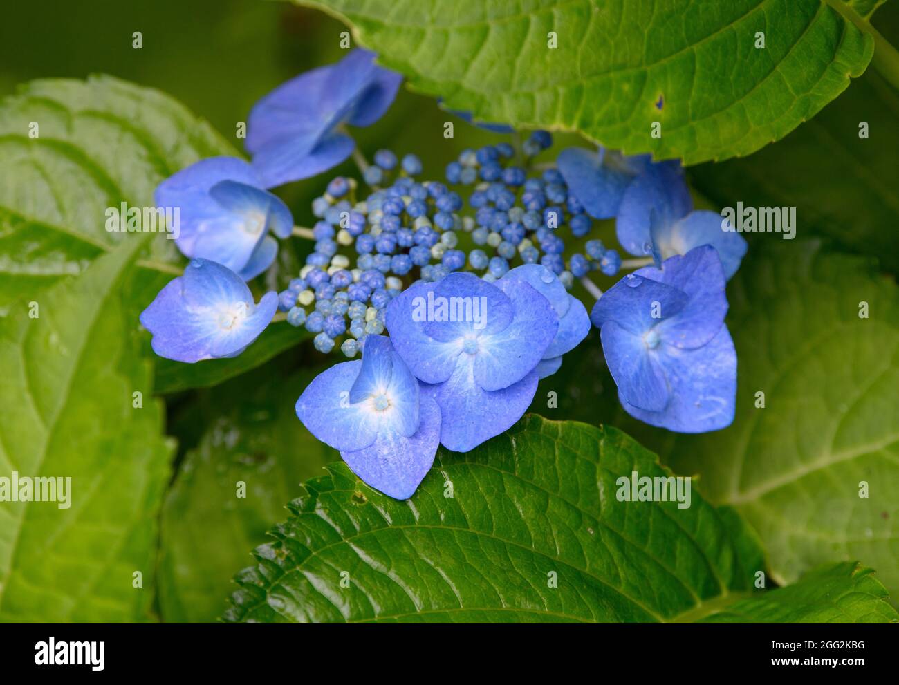 Zella Mehlis, Germania. 27 ago 2021. Il giardino blu hydrangea cresce in un giardino tra le foglie verdi. La pianta può essere usata come siepe o arbusto ornamentale e preferisce terreni calcarei o argillosi. Credit: Soeren Stache/dpa-Zentralbild/dpa/Alamy Live News Foto Stock