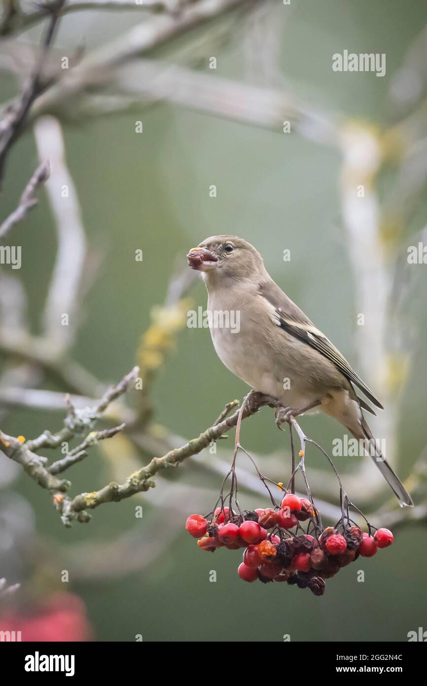 Primo piano di una femmina di fringuello, Fringilla coelebs, arroccato in una struttura ad albero Foto Stock