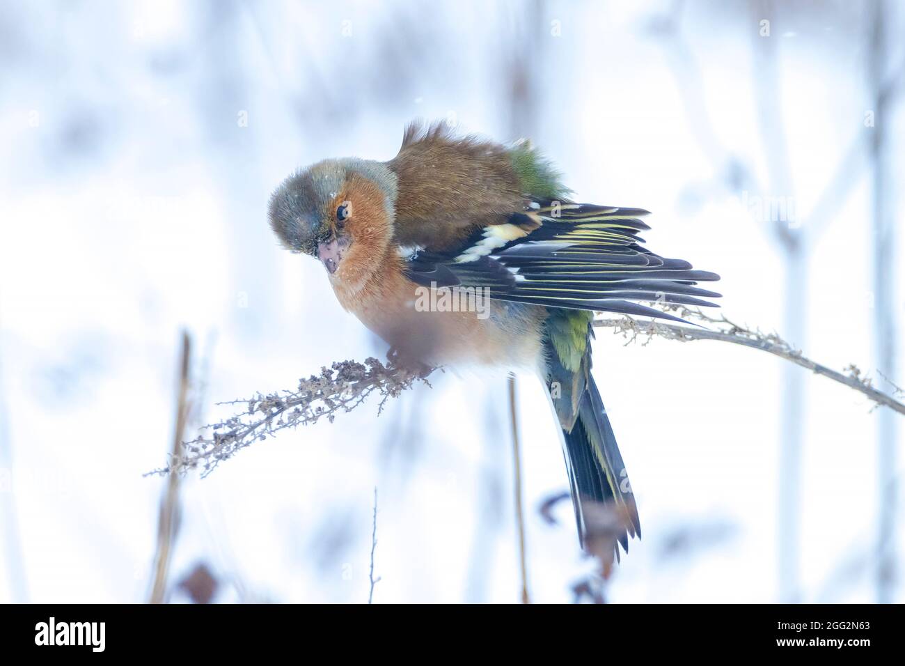 Closeup di un maschio chaffinch, Fringilla coelebs, foraging in neve, bella fredda impostazione invernale Foto Stock