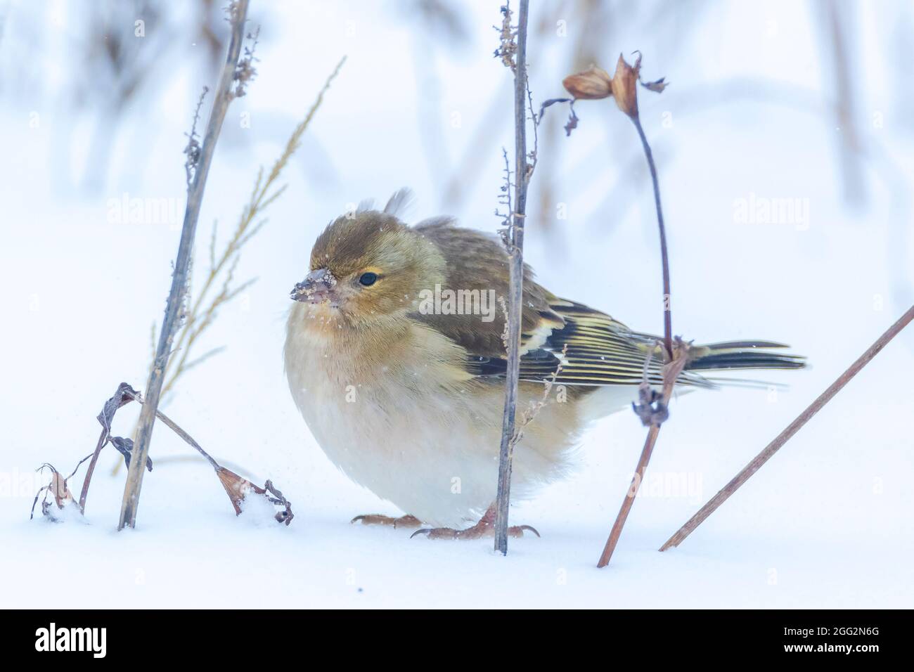 Closeup di un uccello di chaffinch femminile, coelebs di Fringilla, foraging nella neve, impostazione invernale bella fredda Foto Stock