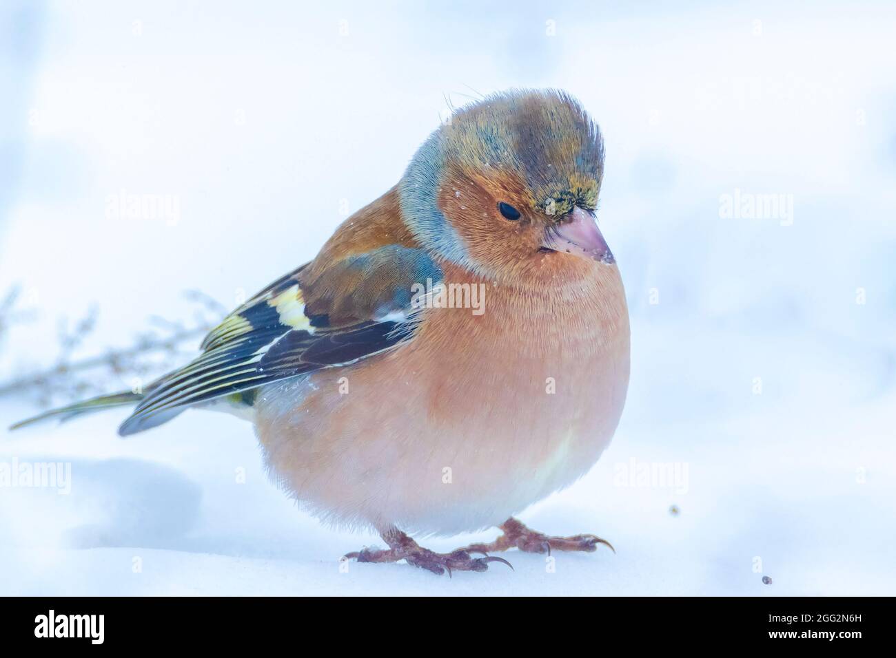 Closeup di un maschio chaffinch, Fringilla coelebs, foraging in neve, bella fredda impostazione invernale Foto Stock