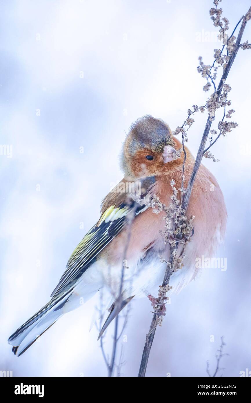 Closeup di un maschio chaffinch, Fringilla coelebs, foraging in neve, bella fredda impostazione invernale Foto Stock