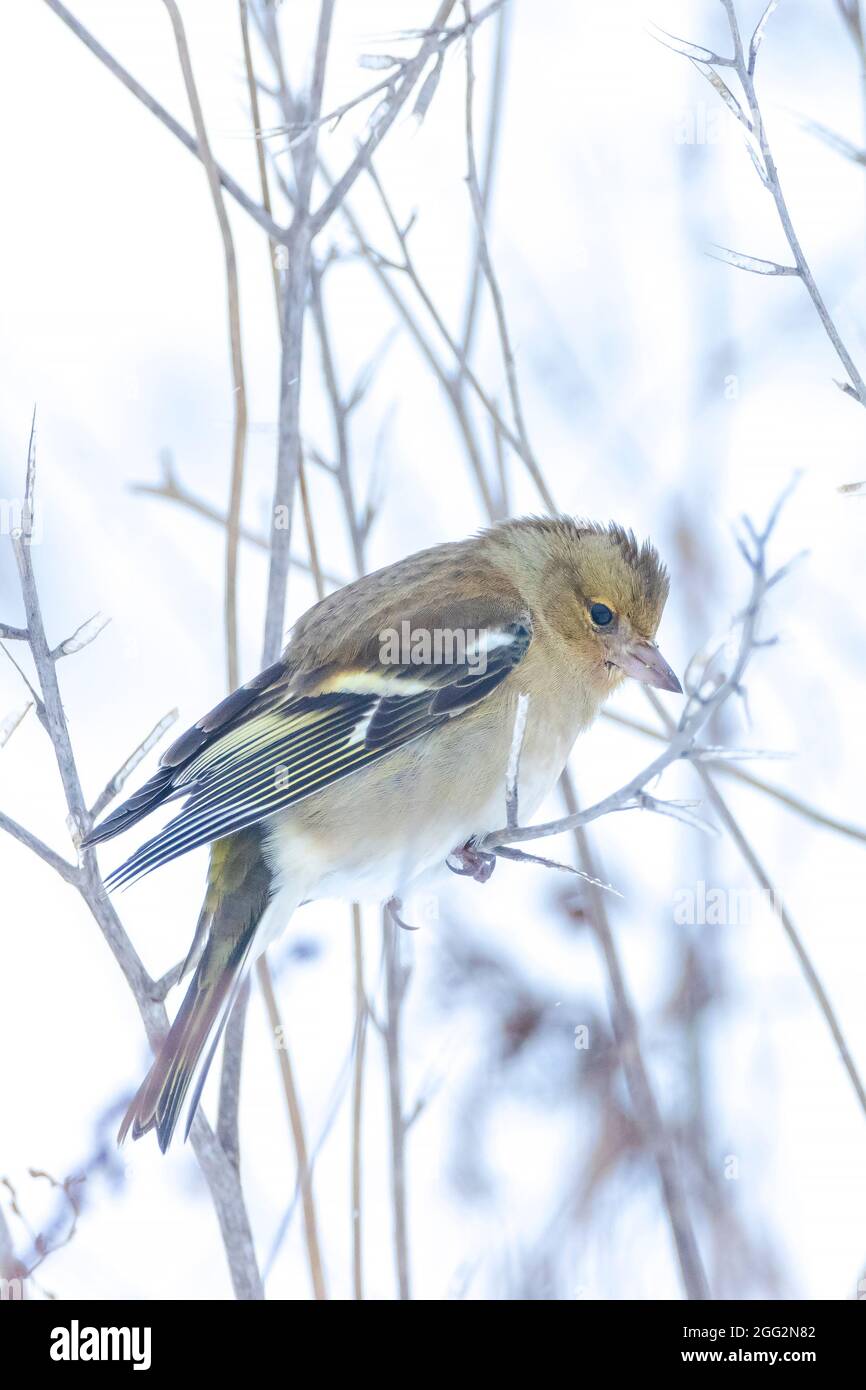 Closeup di un uccello di chaffinch femminile, coelebs di Fringilla, foraging nella neve, impostazione invernale bella fredda Foto Stock