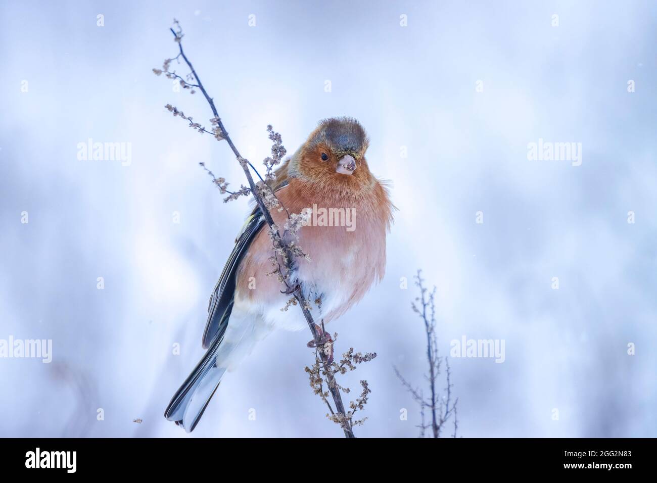 Closeup di un maschio chaffinch, Fringilla coelebs, foraging in neve, bella fredda impostazione invernale Foto Stock