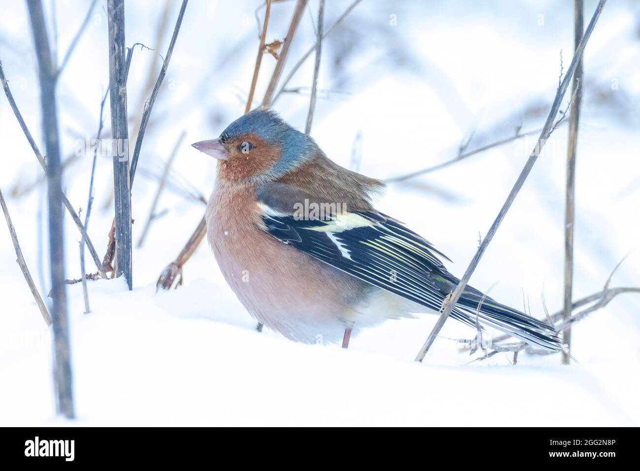 Closeup di un maschio chaffinch, Fringilla coelebs, foraging in neve, bella fredda impostazione invernale Foto Stock