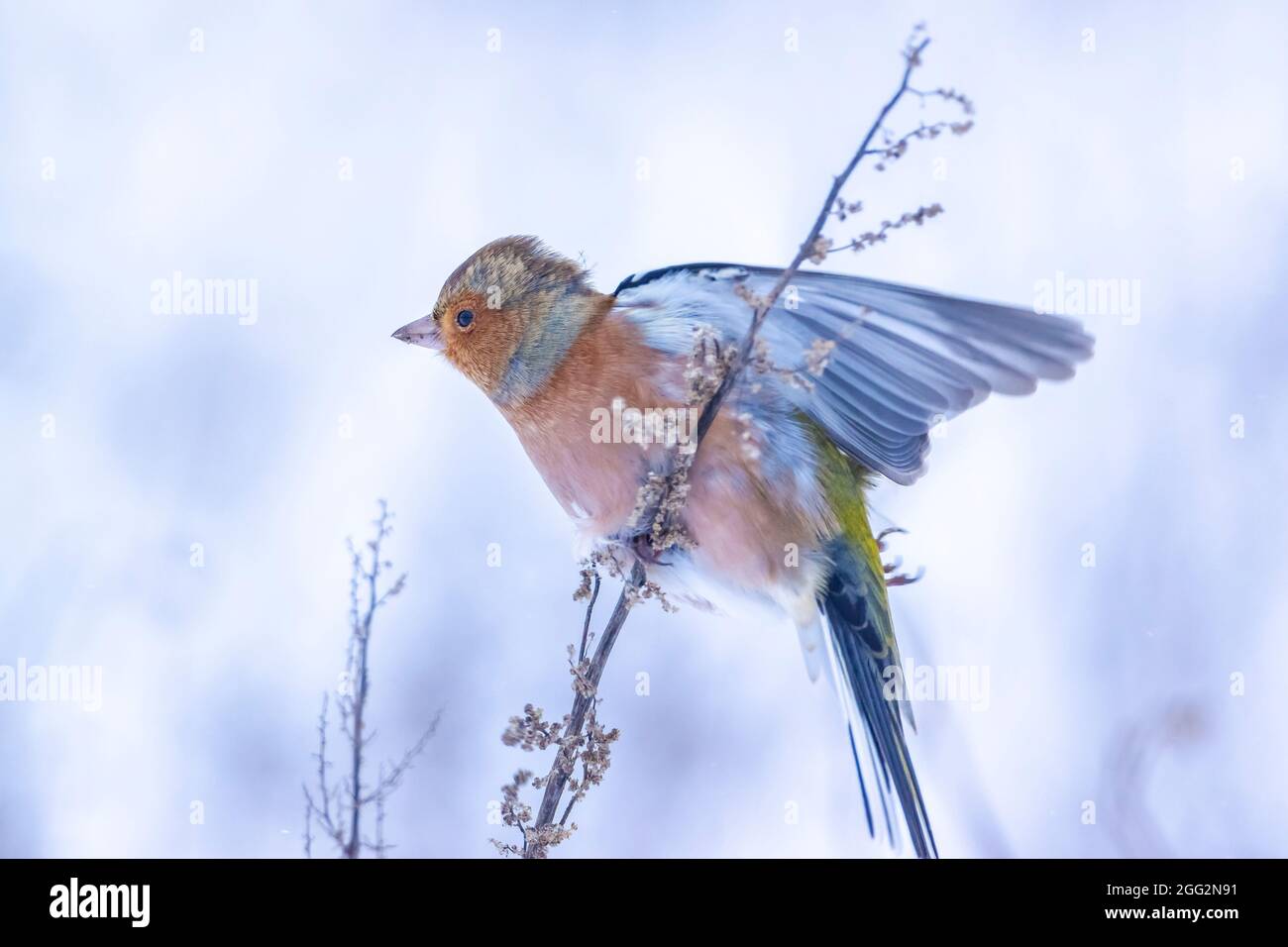 Closeup di un maschio chaffinch, Fringilla coelebs, foraging in neve, bella fredda impostazione invernale Foto Stock