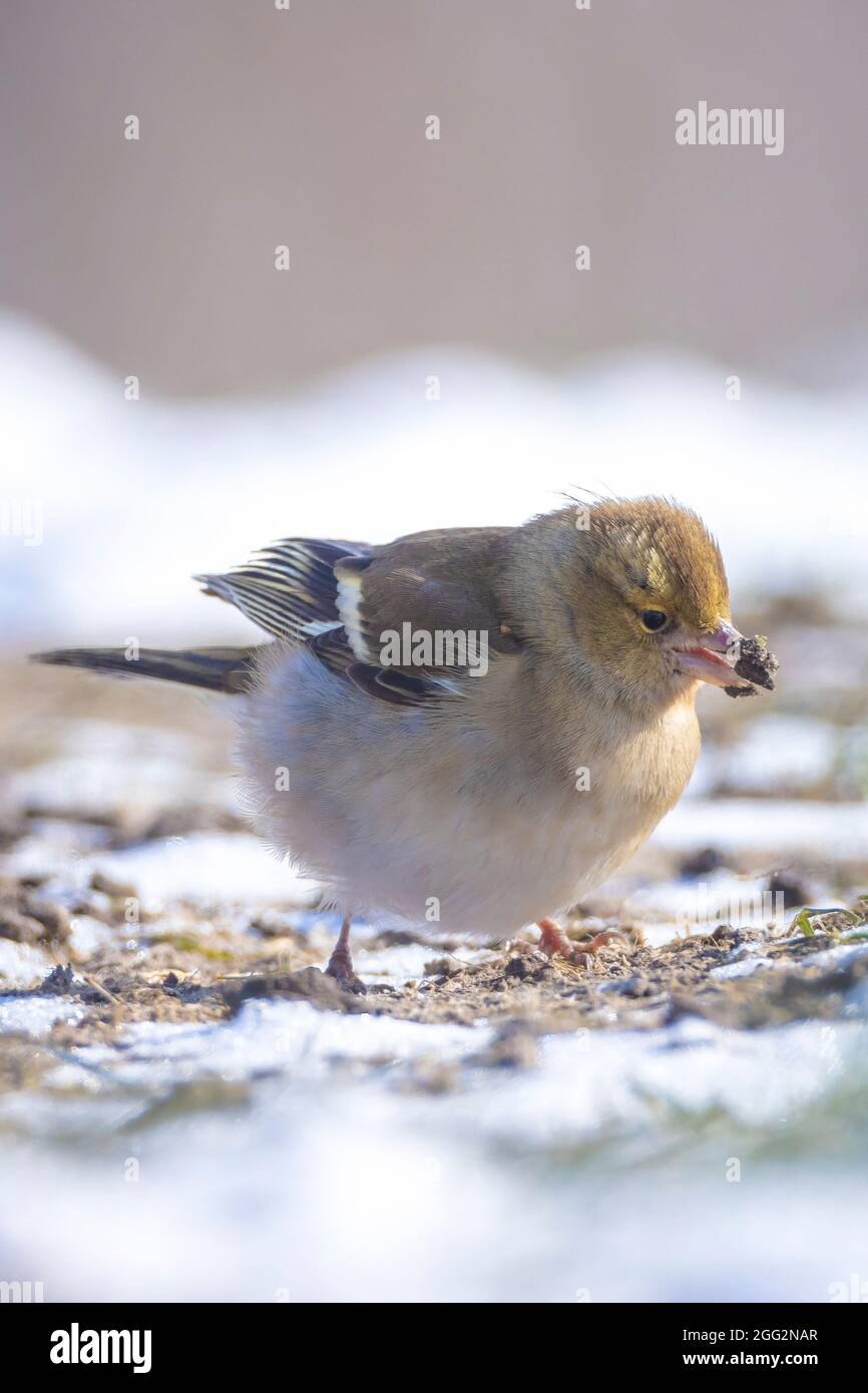Primo piano di un Chaffinch comune, coelette Fringilla, foraggio di uccelli nella neve, bella fredda impostazione invernale Foto Stock