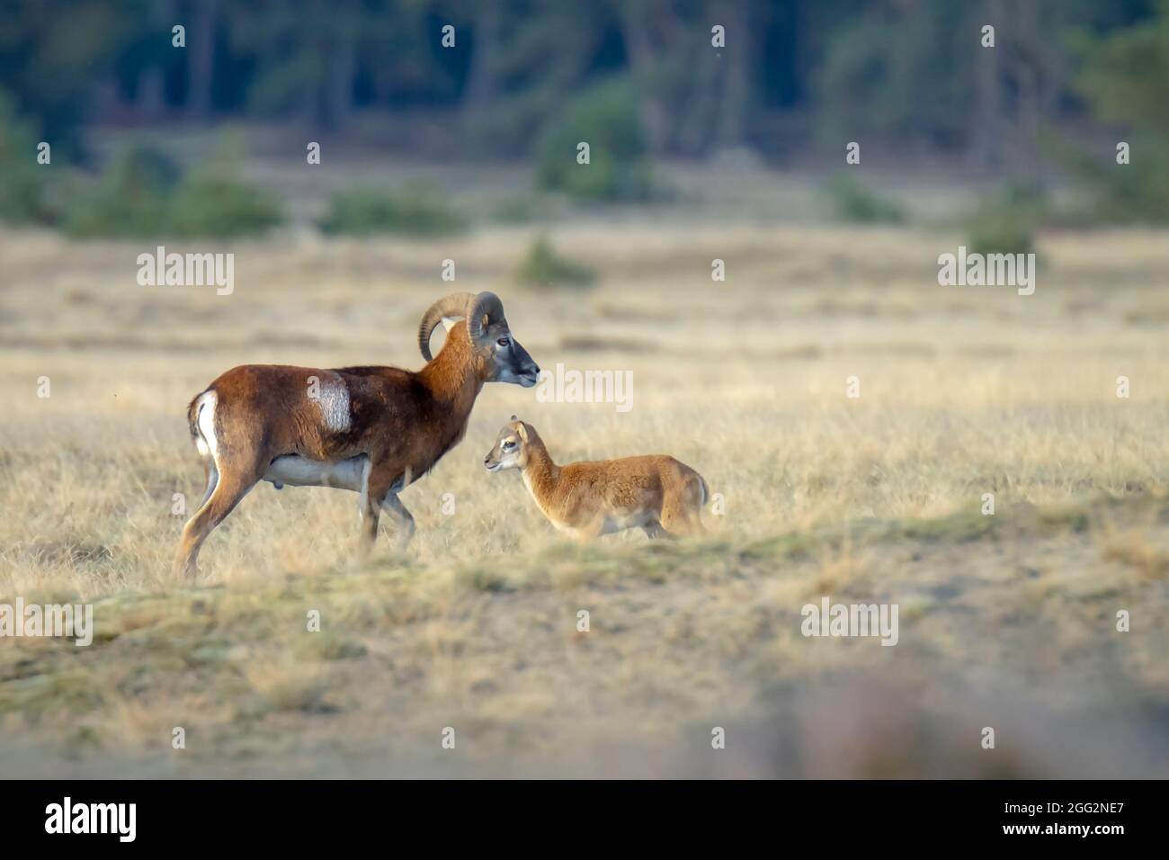 Mouflon (Ovis gmelini) che fora in una foresta Foto Stock