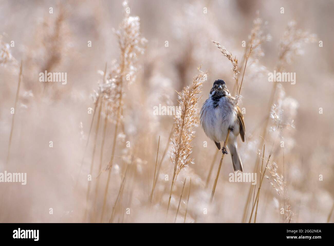 Un comune reed bunting Emberiza schoeniclus canta una canzone su un pennacchio di reed Phragmites australis. I canneti sventolare a causa di forti venti in primavera seaso Foto Stock