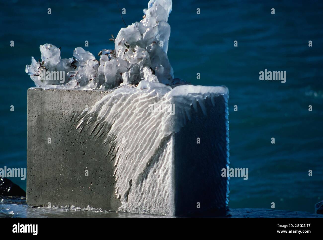 Piante di pianta ghiacciate sulla riva del lago Foto Stock