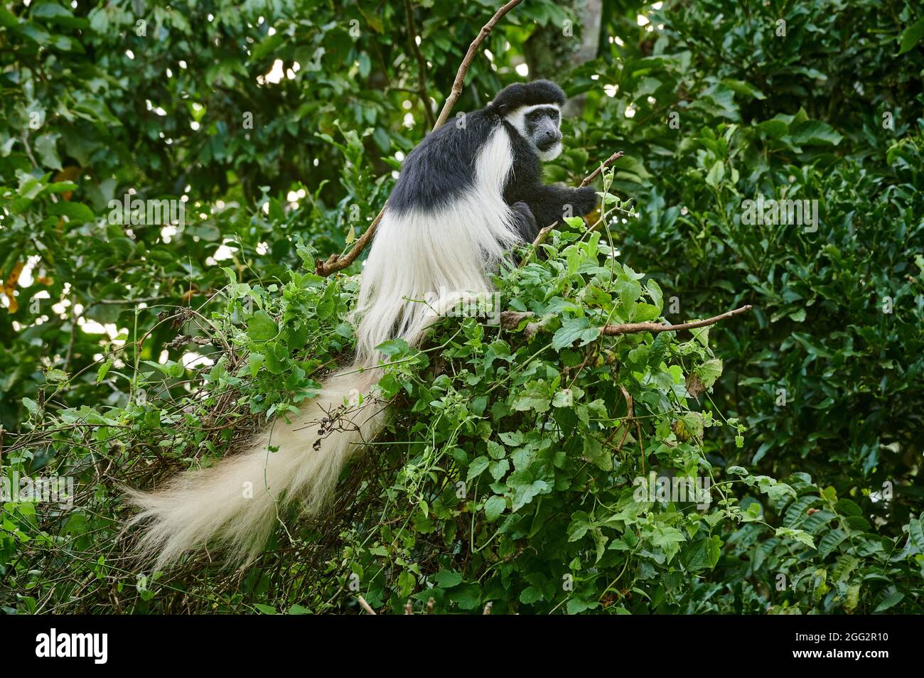 Guereza (Colobus guereza), conosciuta semplicemente come la guereza, il colobus bianco e nero orientale, o il colobus bianco e nero abissino Foto Stock