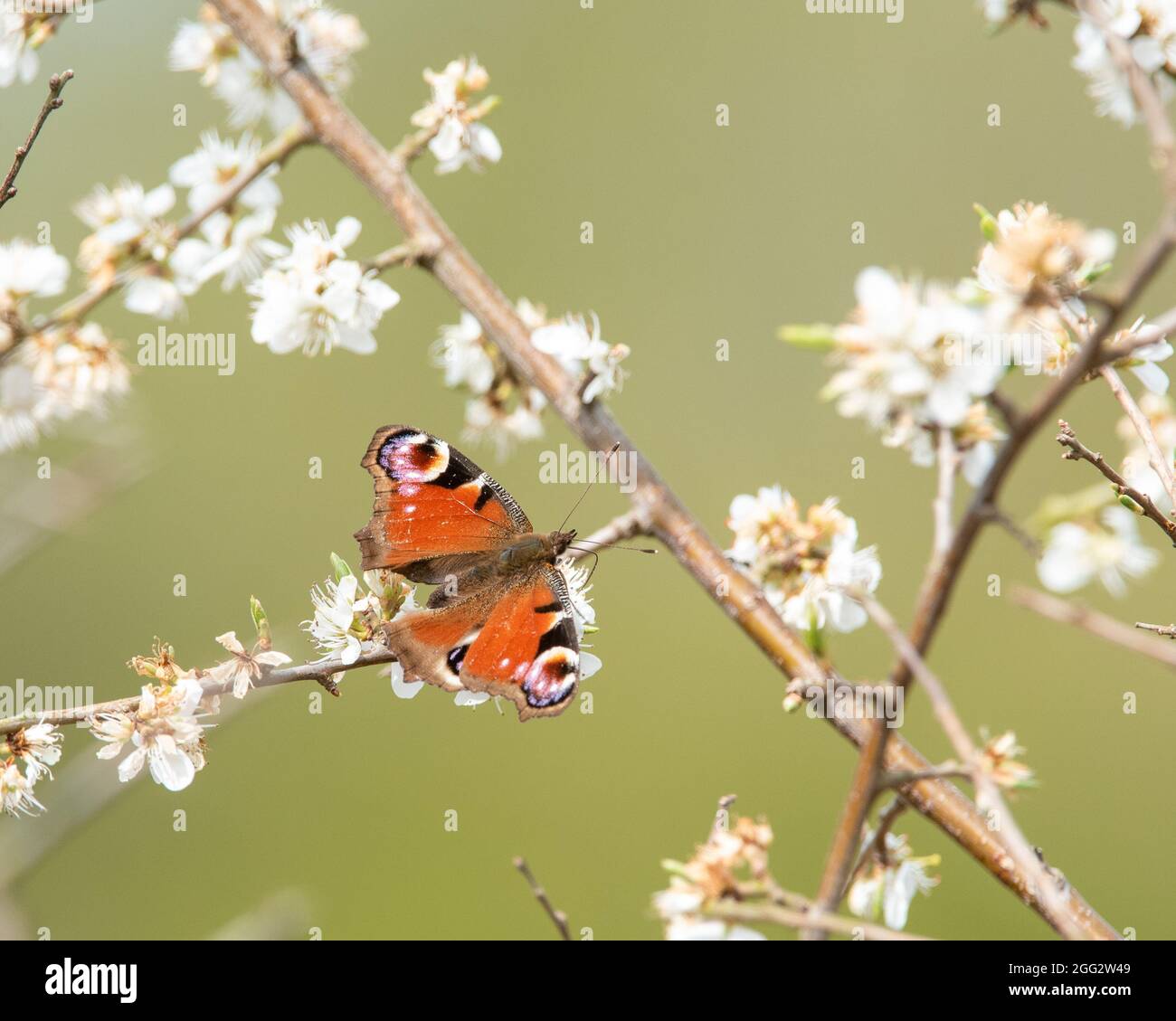 Bella farfalla britannica sul fiore in estate Foto Stock