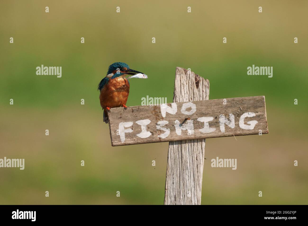 Kingfisher con pesce la mattina d'estate seduto sul cartello 'no fishing' Foto Stock