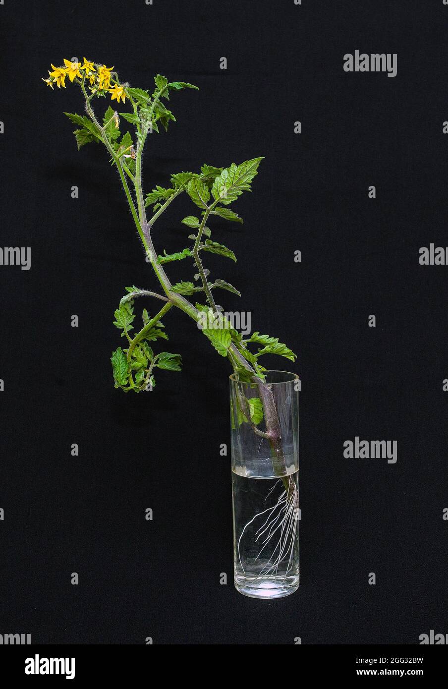 Pianta di pomodoro con fiore e radici in un vaso di vetro. Foto Bo Arrhed Foto Stock