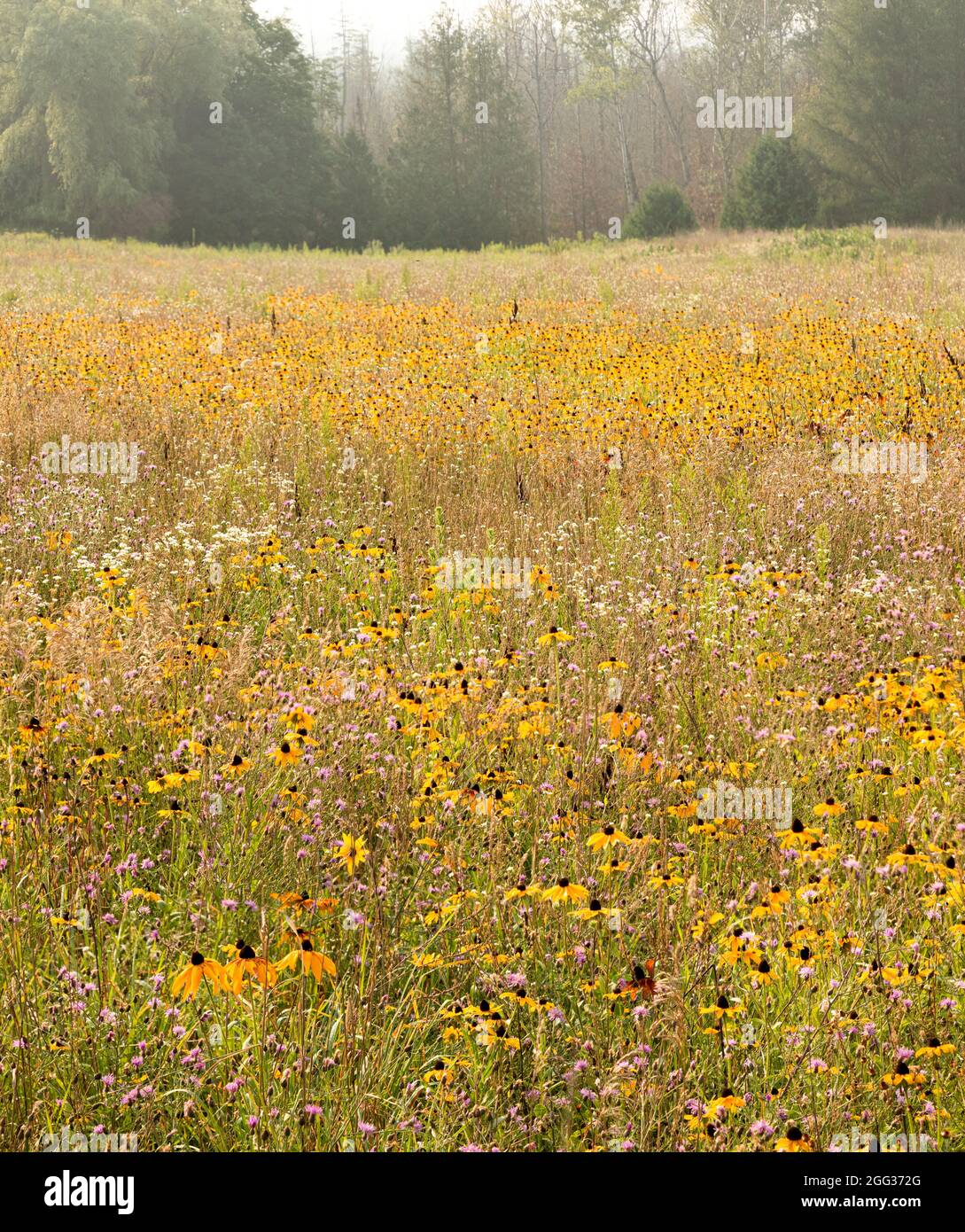 Campo fiorito nel Michigan settentrionale Foto Stock