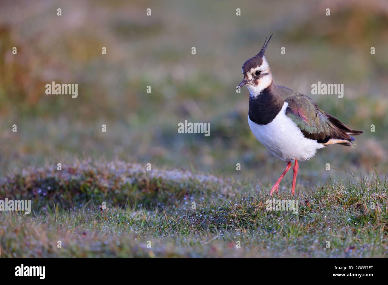 Un Lapwing settentrionale (Vanellus vanellus) che si ammuffa in un piumaggio di allevamento nel Parco Nazionale delle Dales dello Yorkshire, Regno Unito Foto Stock