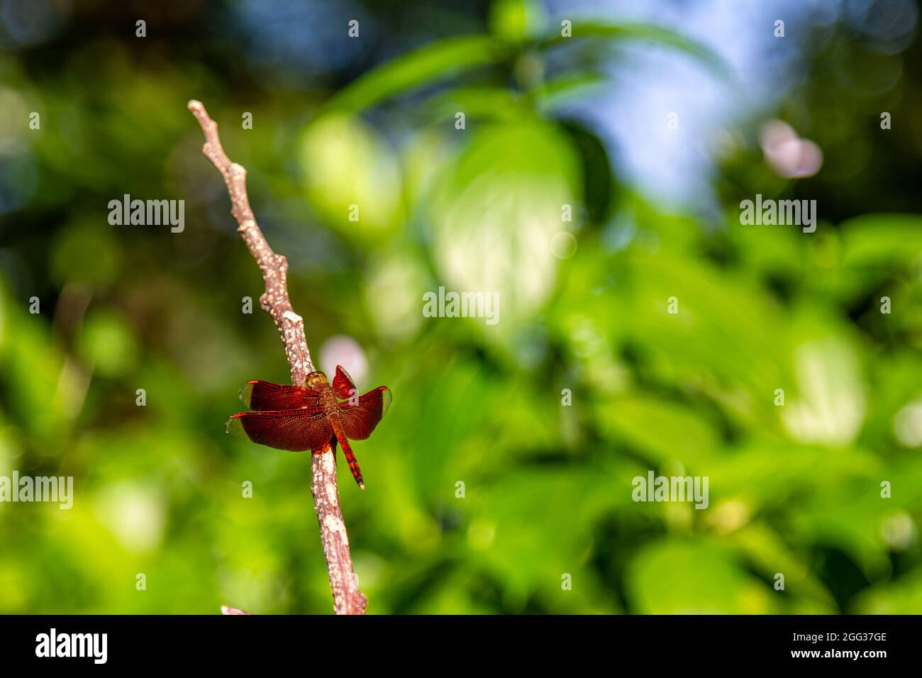 una libellula rossa è appollaiata su un ramo di albero caduto Foto Stock