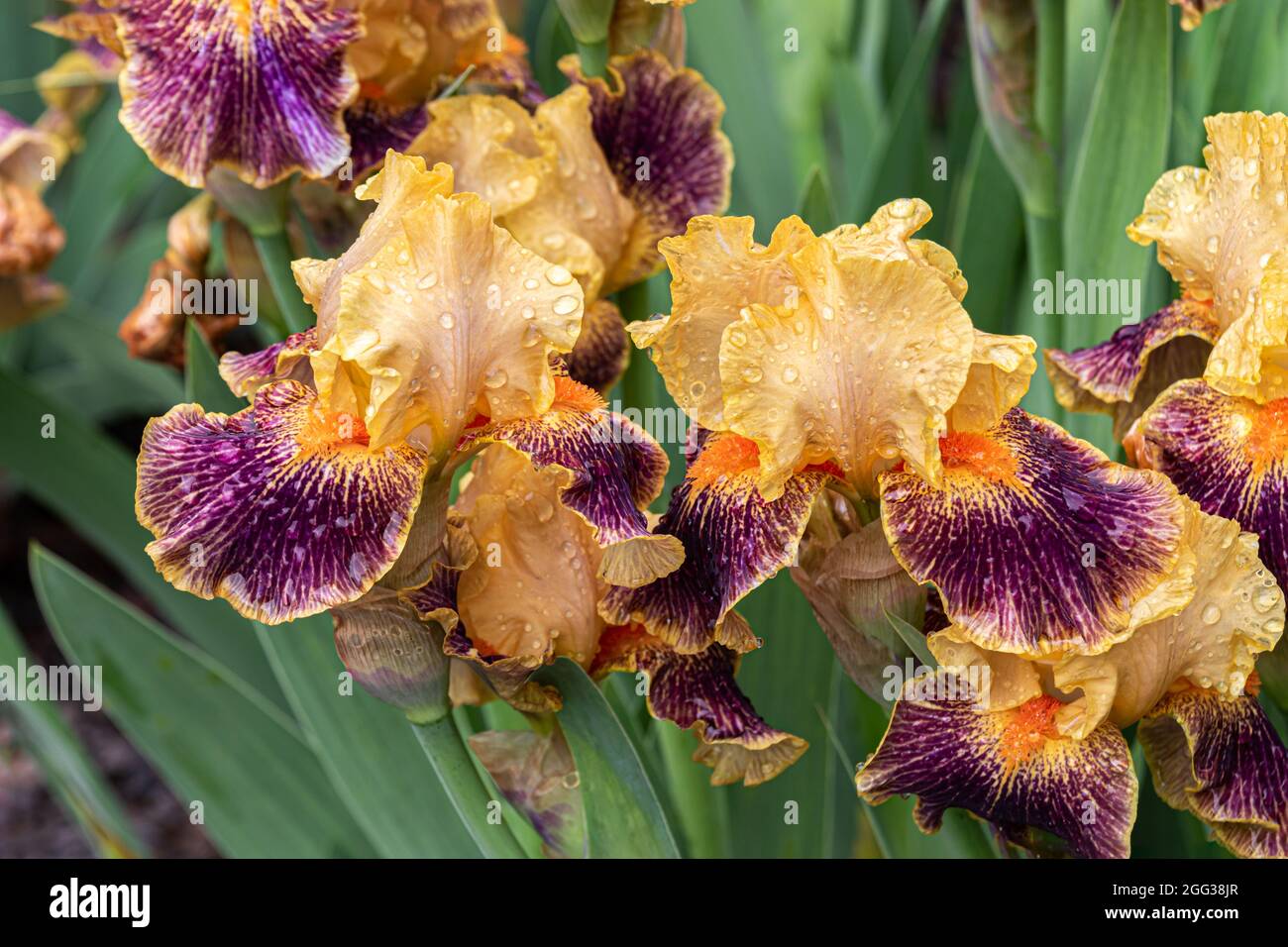 Gruppo di iride 'Delerium' che fioriscono insieme; foglie d'oro e rosso-violetto. Gocce di pioggia sui petali. Piante verdi sullo sfondo. Foto Stock