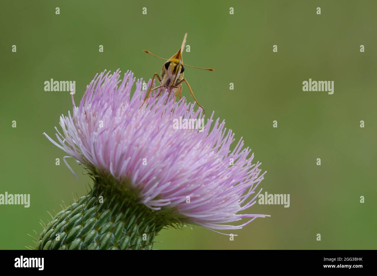 Delaware Skipper, Anatrytone logan, Nettaring da Tall Thistle, Cirsium altissimum Foto Stock