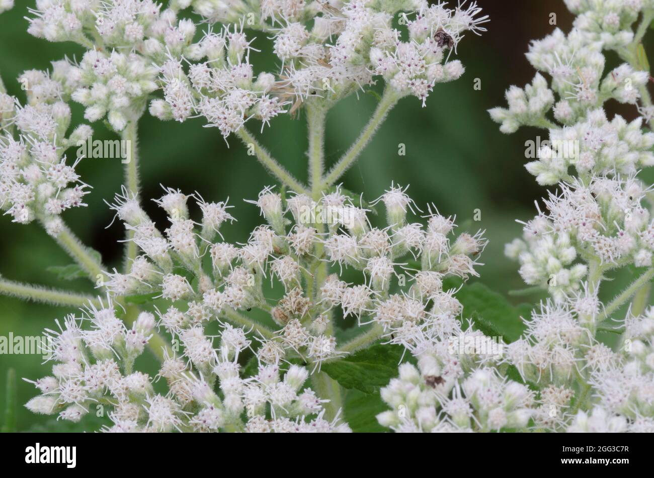 Boneset comune, Eupatorium perfoliatum Foto Stock