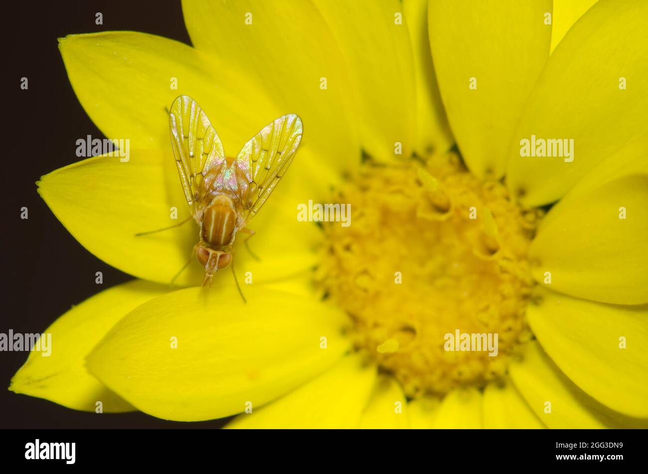 Pelo senza capelli Fly, Poecilognathus unimaculatus, su Goldenaster morbido, Bradburia pilosa Foto Stock