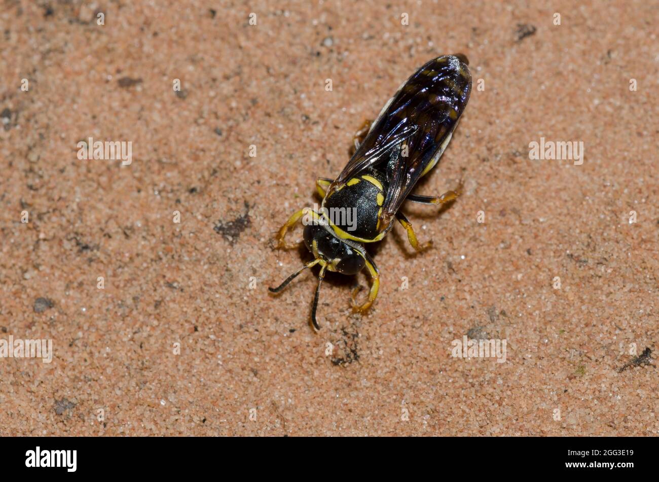 Sabbia Wasp, Bicyrtes sp. Foto Stock