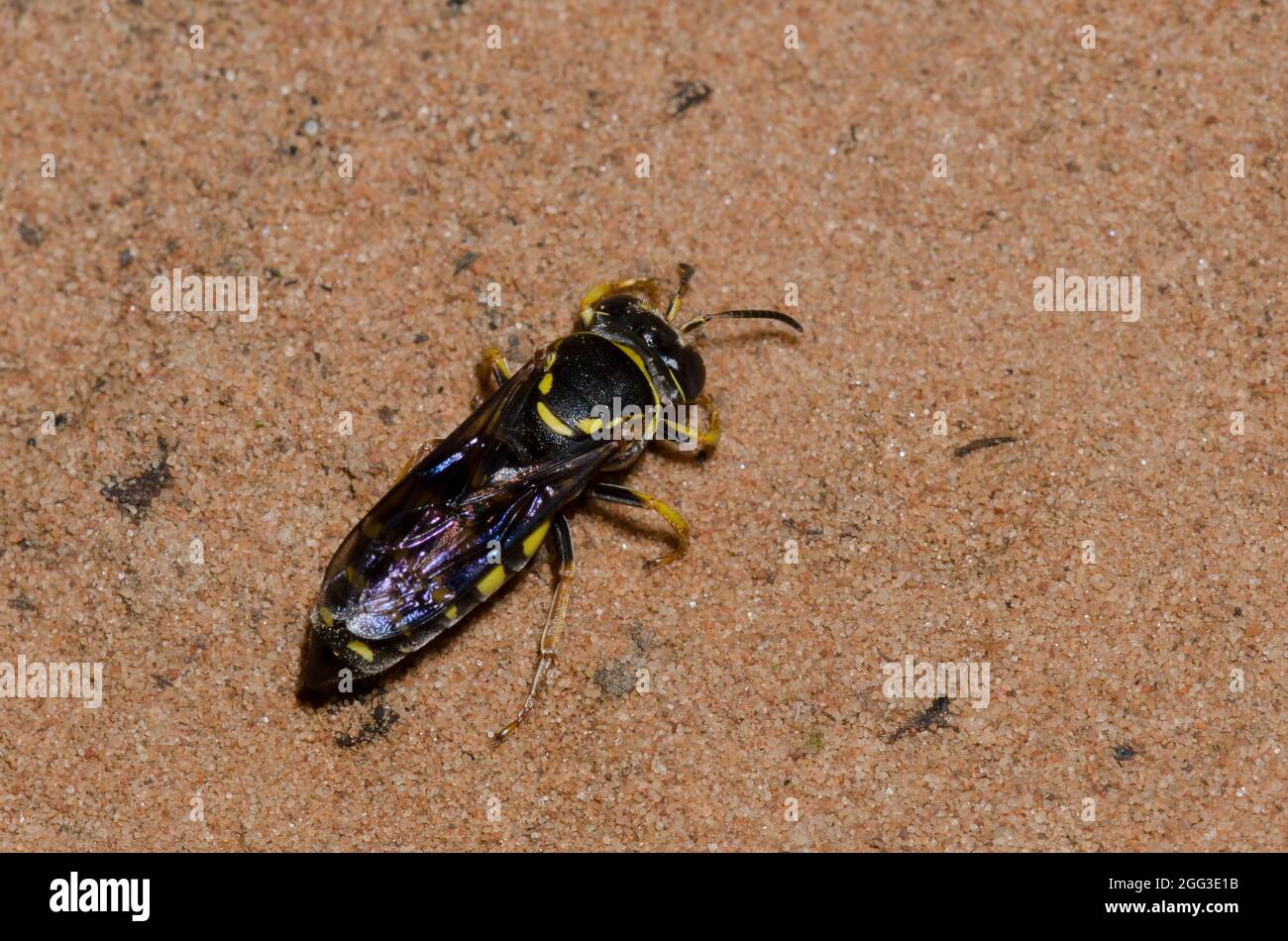 Sabbia Wasp, Bicyrtes sp. Foto Stock