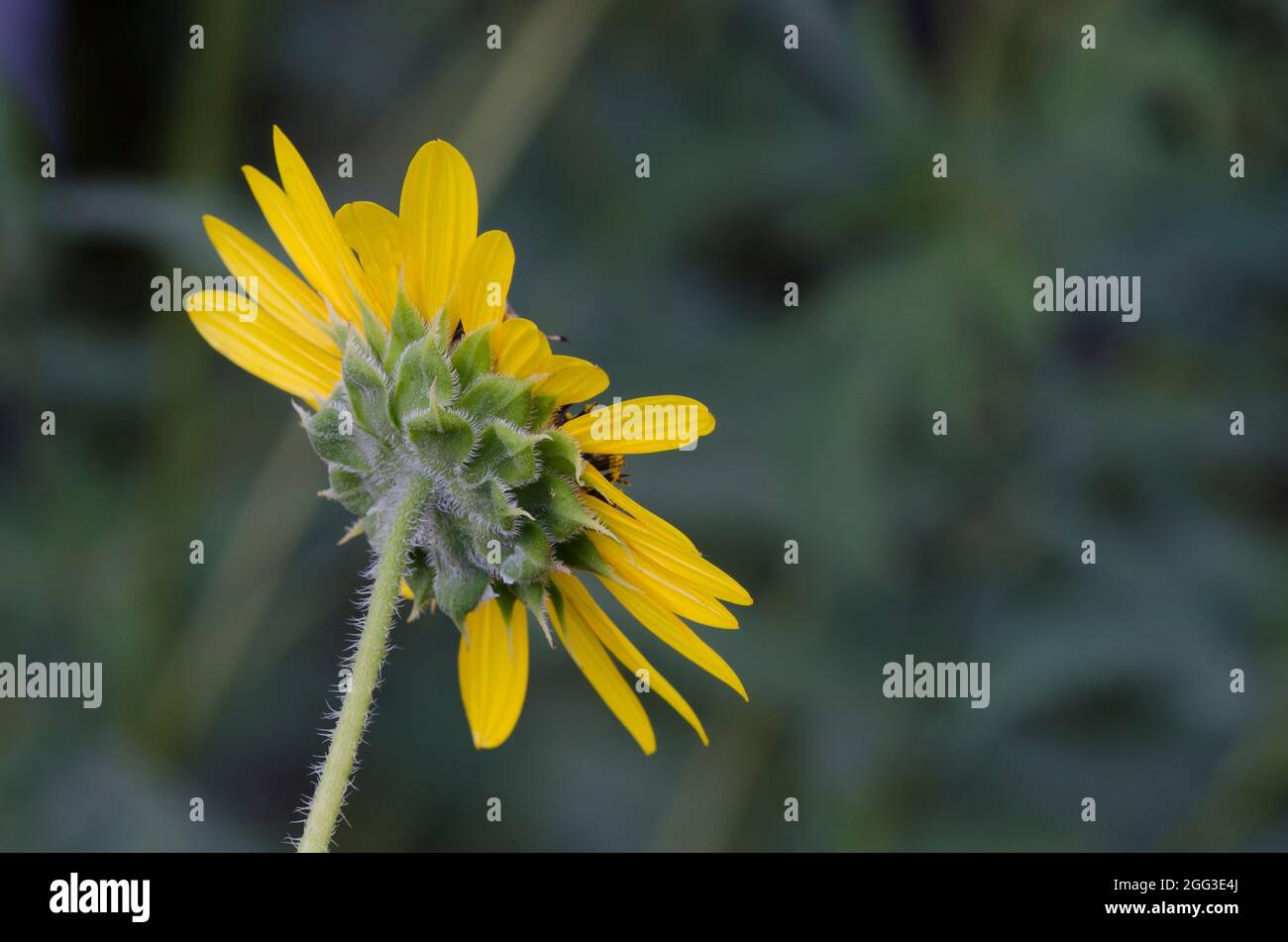 Comune, girasole Helianthus annuus Foto Stock