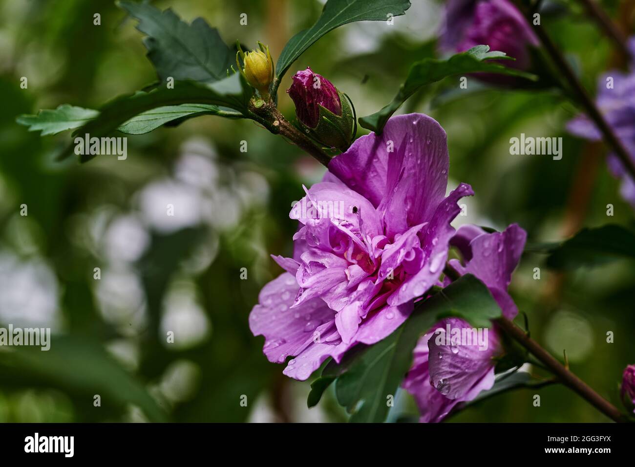 Macro scatto di un ibisco rosa brillante dopo una doccia a pioggia. Foto Stock