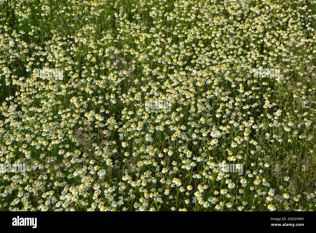 Camomilla, camomilla ungherese, camomilla selvaggia o mayweed profumato, Echte Kamille, Matricaria recutita, Ungheria, Magyarország, Europa Foto Stock